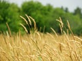 Wild Timothy Grass in late summer field in NYS