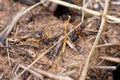 Wild tiny ants running on the ground and working in the anthill, macro