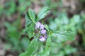 Wild tiny flowers