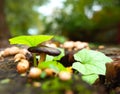 Wild tiny mushroom and green leaves on stump in forest