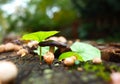 Wild tiny mushroom and green leaves on stump in forest Royalty Free Stock Photo