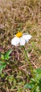 Wild tiny white flower