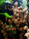 Wild toadstools growing in a clump in a tree