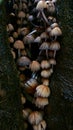 Wild toadstools growing in a tree Royalty Free Stock Photo