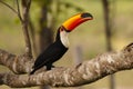 Wild Toco Toucan with Food in Beak