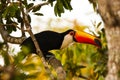 Wild Toco Toucan Leaning before Flight Royalty Free Stock Photo