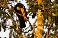 Wild Toco Toucan Looking Down from Perch,Head-on Beak