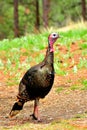 Wild Tom Turkey, Montana. Royalty Free Stock Photo