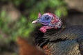 Wild tom turkey Royalty Free Stock Photo