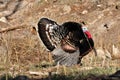 Wild Tom Turkey Displaying for nearby hens Royalty Free Stock Photo