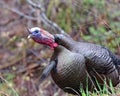 Wild tom turkey