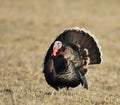 Wild Tom Turkey Royalty Free Stock Photo