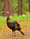 Wild Tom Turkey, Montana Royalty Free Stock Photo