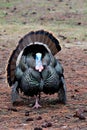 Wild Tom Turkey, Montana. Royalty Free Stock Photo