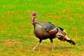 Wild Tom Turkey, Montana. Royalty Free Stock Photo