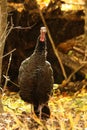 Wild Tom Turkey Stands at Attention in a Forest Clearing Royalty Free Stock Photo