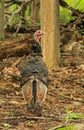 Wild Tom Turkey Stands in a Forest Clearing Royalty Free Stock Photo