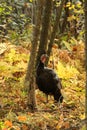 Wild Tom Turkey Stands in a Forest Clearing During the Fall Royalty Free Stock Photo