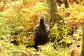 Wild Tom Turkey Stands in a Forest Clearing During the Fall Royalty Free Stock Photo