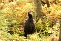 Wild Tom Turkey Stands in a Forest Clearing Surrounded by Ferns Royalty Free Stock Photo