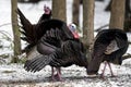 Wild Tom Turkey strutting in front of hens during mating season in mixed conifer hardwood forest. Royalty Free Stock Photo