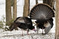 Wild Tom Turkey strutting during the mating season in Ontario forest. Royalty Free Stock Photo