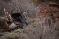 Wild tom turkey with tail spread in breeding display Royalty Free Stock Photo