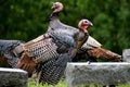 Wild Turkeys in Cemetery in Lake Geneva, Wisconsin Royalty Free Stock Photo