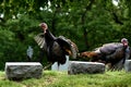 Wild Turkeys in Cemetery in Lake Geneva, Wisconsin Royalty Free Stock Photo