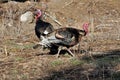 Wild Tom Turkeys Feeding