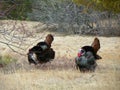 3 wild tom turkeys strutting through field