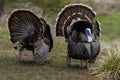 Wild tom turkeys strutting a mating dance with their tail feathers fanned out