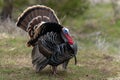 Wild tom turkeys strutting a mating dance with their tail feathers fanned out Royalty Free Stock Photo