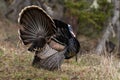 Wild tom turkeys strutting a mating dance with their tail feathers fanned out