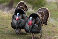 Wild tom turkeys strutting a mating dance with their tail feathers fanned out