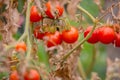 Wild Tomato, Love Apple