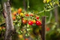 Wild tomatoes growing, both ripe and unripe