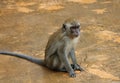 Wild toque macaque Macaca sinica monkey