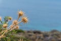 Wild torns agaiinst blue sea Royalty Free Stock Photo