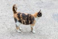 Wild tortoiseshell cat sideways standing on ground. Cat background.