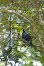 Wild toucan Royalty Free Stock Photo