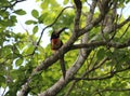 Wild Toucan perched on a tree branch