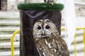 Wild trained owl Royalty Free Stock Photo