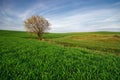 Wild tree against the undulating fields Royalty Free Stock Photo