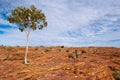 Wild tree in the Australian bush