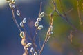 wild tree branch in blossom