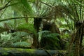 Wild tree-fern forest Royalty Free Stock Photo