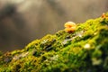 Wild tree fungus growing on tree trunk in Russia forest. Tree hub growing on trunk. Royalty Free Stock Photo