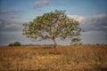 A Wild Tree at Savana Bekol, Banyuwangi, East Java. Indonesia Royalty Free Stock Photo