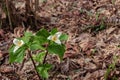 wild trillium in full bloom in a forest Royalty Free Stock Photo